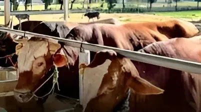 Kementan memperkuat pengembangan genetik sapi untuk meningkatkan produktivitas, efisiensi usaha, kesehatan ternak, dan kesejahteraan peternak nasional.
