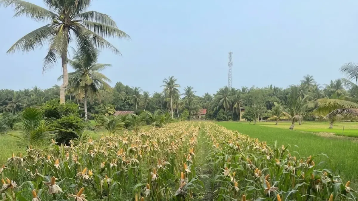 Ilustrasi – Lahan pertanian jagung milik warga di Kecamatan Paloh.