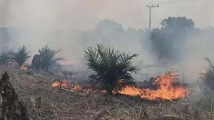 Kebun sawit milik warga terbakar di Kotawaringin Timur.