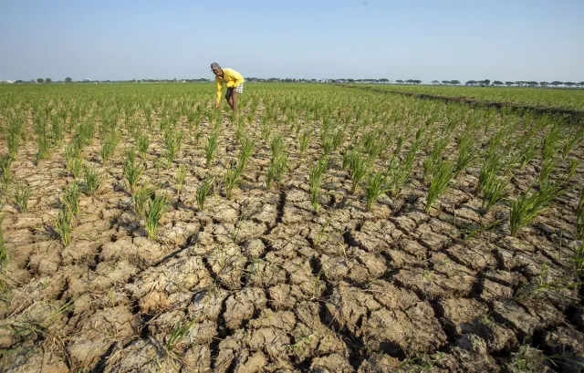 Kemarau Panjang Akibat El Nino Ganggu Musim Tanam Padi di Kalbar