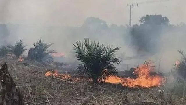 Dampak Karhutla Kotim: Kebun Sawit Produktif Hangus, Warga Terancam Kehilangan Sumber Nafkah